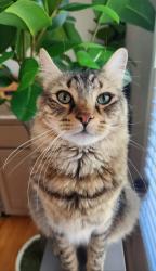 Lost Male Cat last seen Perry Ranch Rd. Auburn Ca, Newcastle, CA 95658