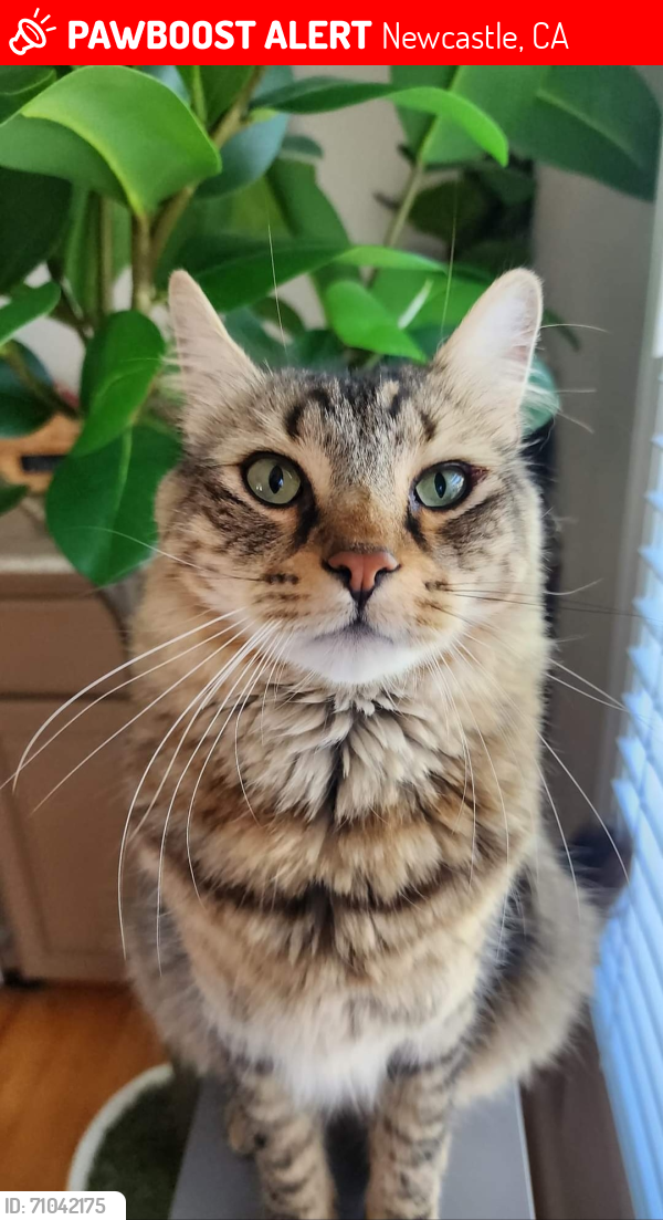 Lost Male Cat last seen Perry Ranch Rd. Auburn Ca, Newcastle, CA 95658