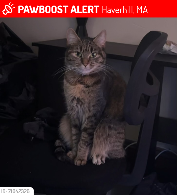 Lost Female Cat last seen Dunkin Donuts on Winter Street, Haverhill, MA 01830