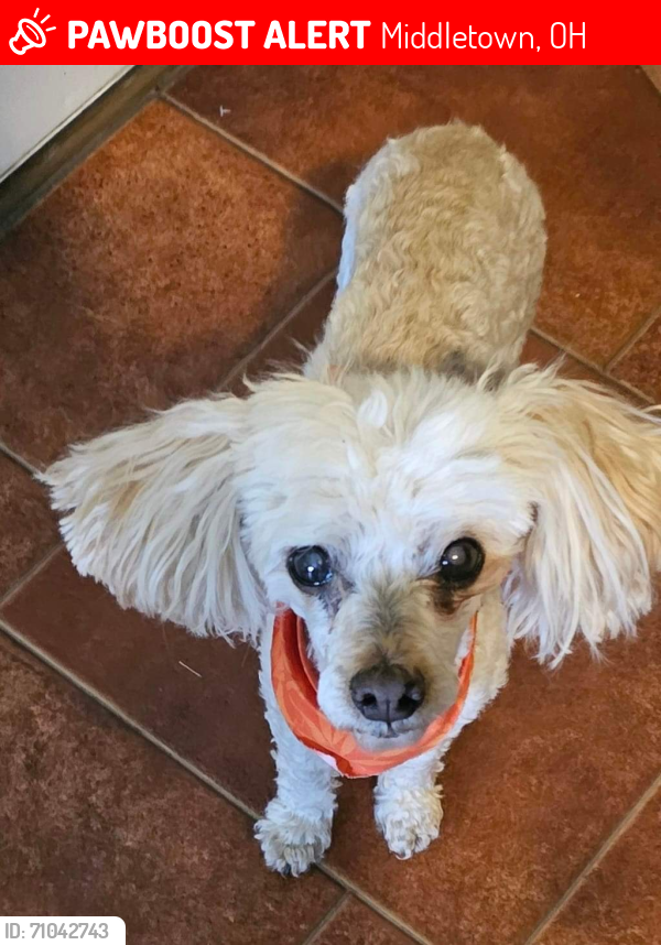 Lost Female Dog last seen Mayfield area, Middletown, OH 45044