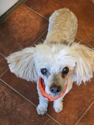 Lost Female Dog last seen Mayfield area, Middletown, OH 45044