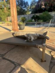 Lost Male Cat last seen Brown Rd, Tomball, TX 77377