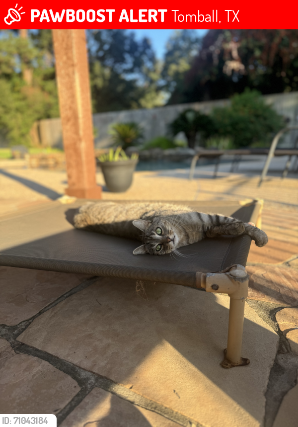 Lost Male Cat last seen Brown Rd, Tomball, TX 77377