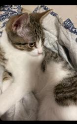 Lost Male Cat last seen Queen Mary street, Ottawa, ON K1K