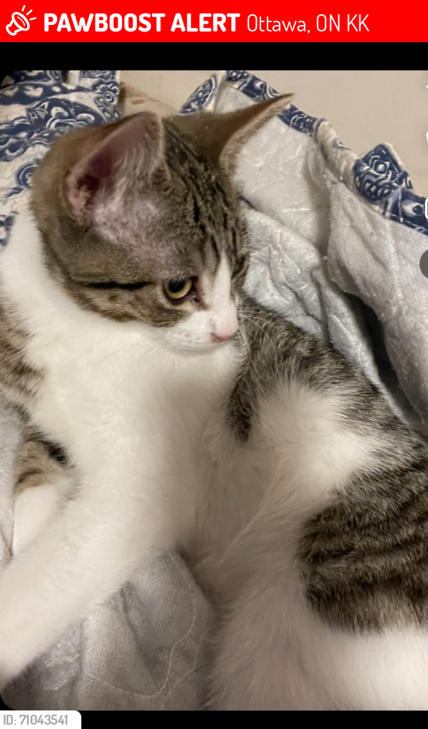 Lost Male Cat last seen Queen Mary street, Ottawa, ON K1K
