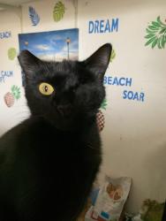 Lost Female Cat last seen Fremont Blvd / montrose/ Savannah , Fremont, CA 94538