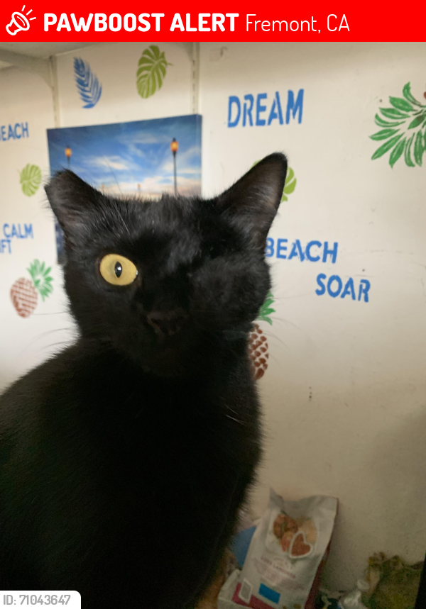 Lost Female Cat last seen Fremont Blvd / montrose/ Savannah , Fremont, CA 94538
