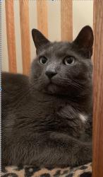 Lost Male Cat last seen I85 South right before Exit 122 - Greensboro, NC , Greensboro, NC 27401