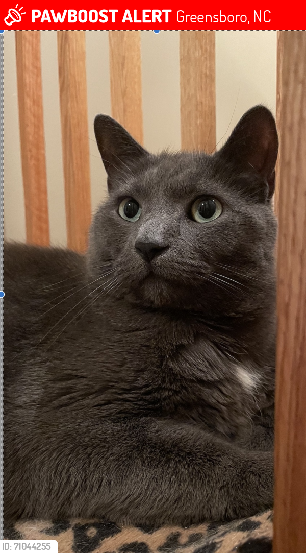 Lost Male Cat last seen I85 South right before Exit 122 - Greensboro, NC , Greensboro, NC 27401