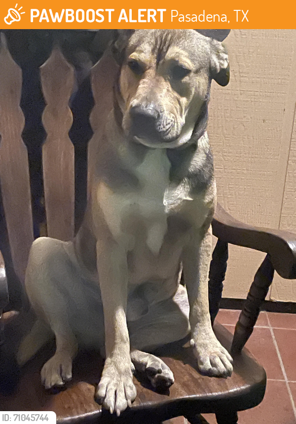 Found/Stray Male Dog last seen Wildgrove Dr between Strawberry St and Parkland St, Pasadena, TX 77504