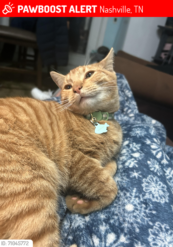 Lost Male Cat last seen Thomson lane , Nashville, TN 37211