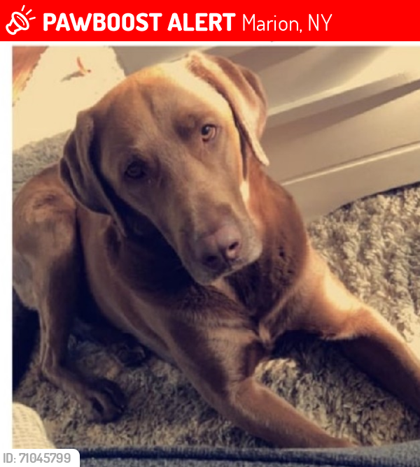 Lost Male Dog last seen Franklin road, Marion ny, Marion, NY 14505