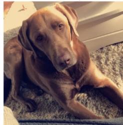 Lost Male Dog last seen Franklin road, Marion ny, Marion, NY 14505
