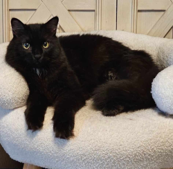 Lost Male Cat last seen Bluegill and Roubidoux St, Nixa, MO 65714