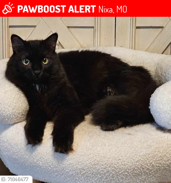 Lost Male Cat last seen Bluegill and Roubidoux St, Nixa, MO 65714