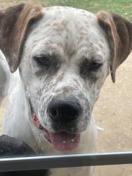 Lost Male Dog last seen Abernant ball park, Abernant, AL 35490