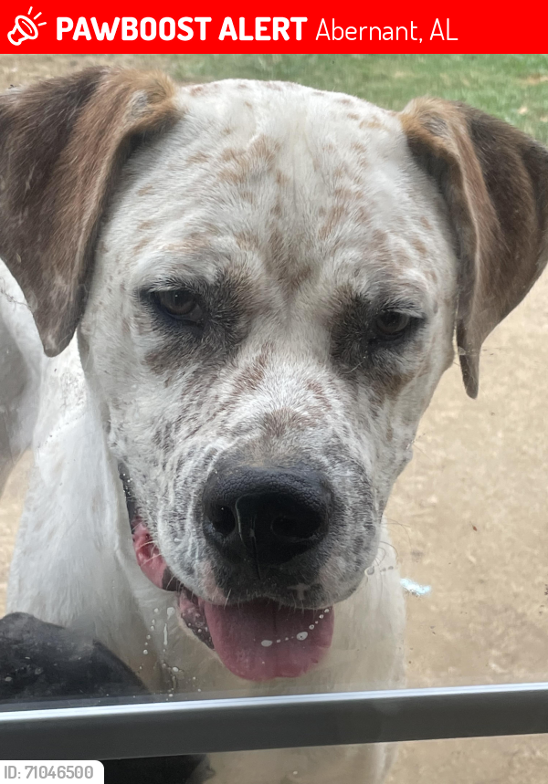 Lost Male Dog last seen Abernant ball park, Abernant, AL 35490