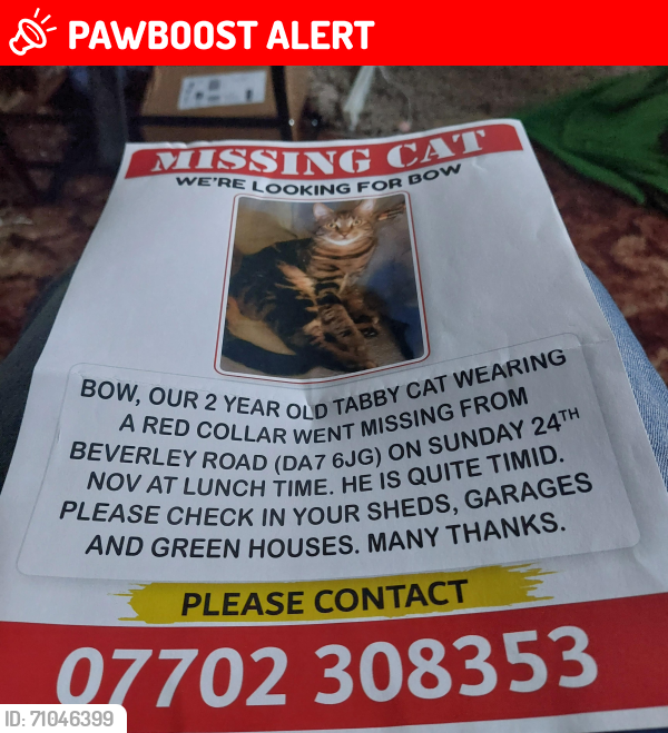 Lost Male Cat last seen Jct Beverley Road/Westfield Road, Greater London, England DA7