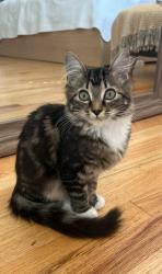 Reunited Female Cat last seen Near SW 75 st Miami Fl 33193, Miami, FL 33193