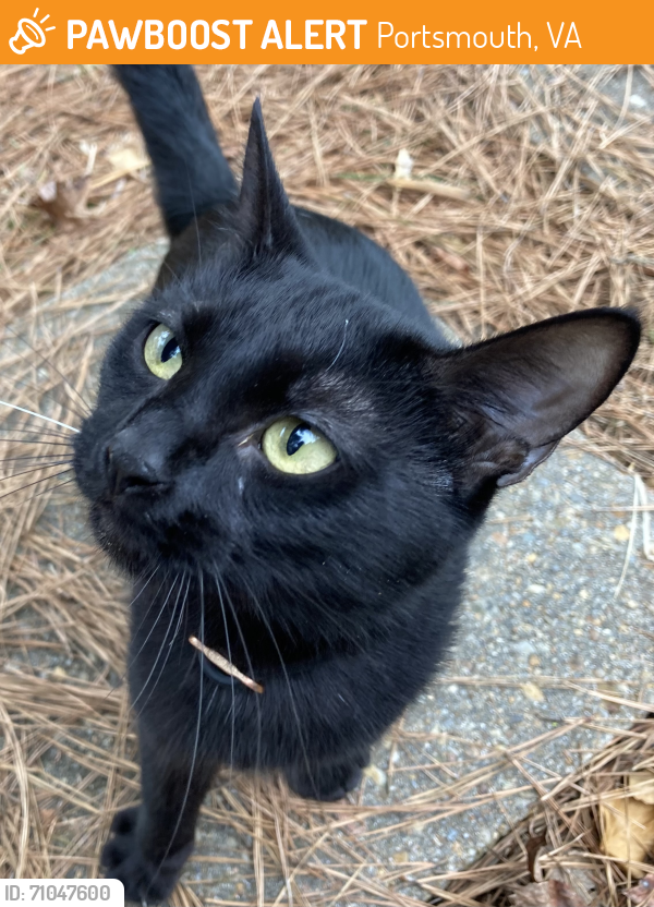 Found/Stray Female Cat last seen Victory Blvd and Deep Creek Blvd, Portsmouth, VA 23702