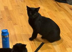 Lost Male Cat last seen ingsworth Cove/ Gurley, Madison County, AL 35748
