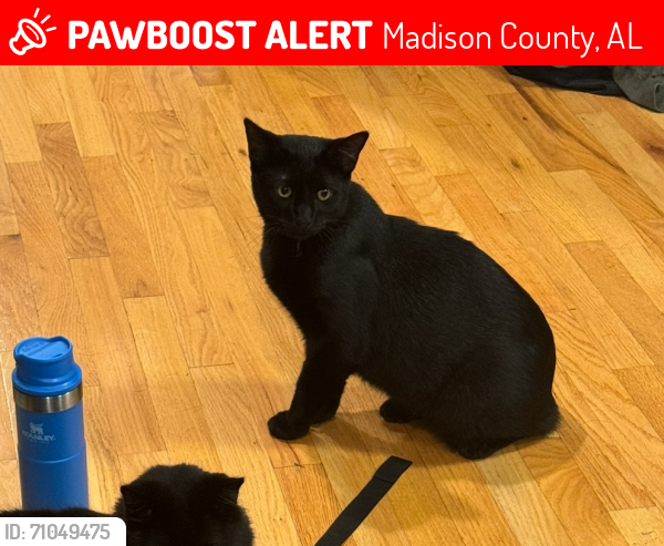 Lost Male Cat last seen ingsworth Cove/ Gurley, Madison County, AL 35748