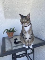 Lost Male Cat last seen Lost on Lee Road 179. Close to 280w, Salem, AL 36874