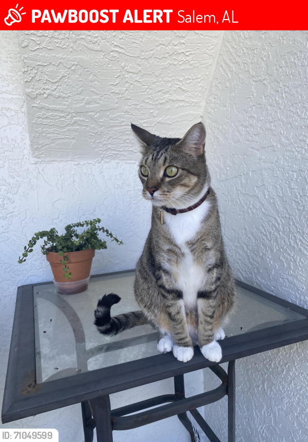 Lost Male Cat last seen Lost on Lee Road 179. Close to 280w, Salem, AL 36874