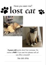 Reunited Male Cat last seen Near av 88 St west kendall, Miami, FL 33186