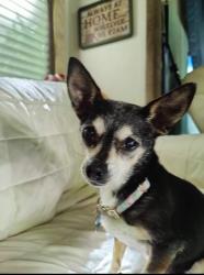 Lost Female Dog last seen Springhill Park COE , Barling, AR 72923