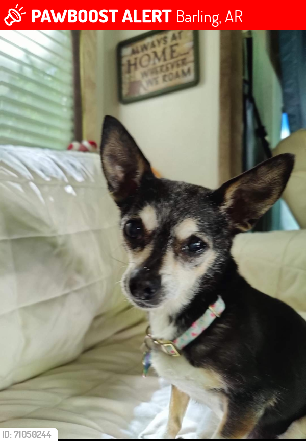 Lost Female Dog last seen Springhill Park COE , Barling, AR 72923
