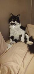 Lost Male Cat last seen Windsor Lane Crest Mobile ests MH/Santa Fe Ave. Highway 85/87/Santa Fe Ave. (85/87), Fountain, CO 80817