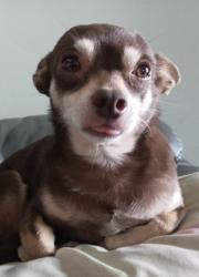 Lost Male Dog last seen Worthington & Mariposa, Gerber, CA 96035