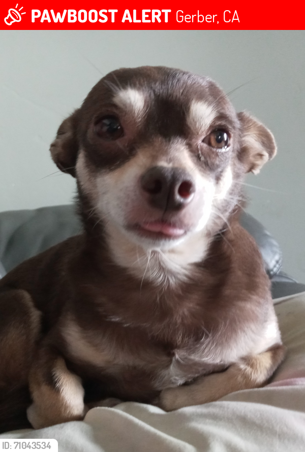Lost Male Dog last seen Worthington & Mariposa, Gerber, CA 96035
