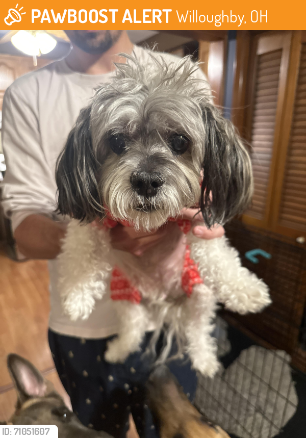 Found/Stray Female Dog last seen Between Ridge Rd and Euclid ave, Willoughby, OH 44095