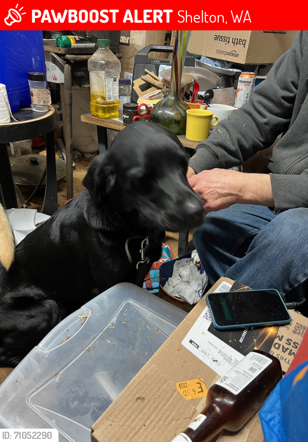 Lost Male Dog last seen Agate road and Crestview Dr, Shelton, WA 98584