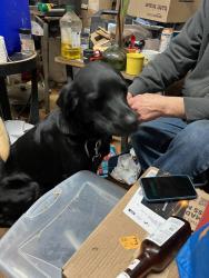 Lost Male Dog last seen Agate road and Crestview Dr, Shelton, WA 98584