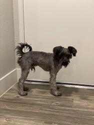 Reunited Male Dog last seen Echleon Point Dr & Fort Apache, Las Vegas, NV 89149