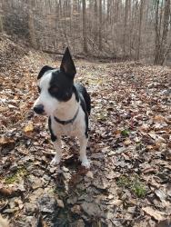 Lost Male Dog last seen Tom Shelton & Krishna Rd., Sandy Ridge, NC, Stokes County, NC 27046
