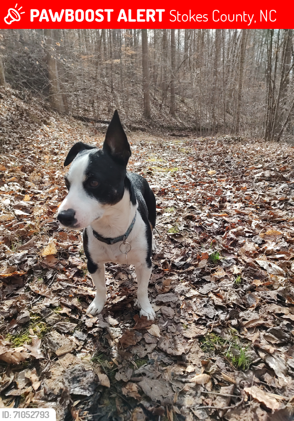 Lost Male Dog last seen Tom Shelton & Krishna Rd., Sandy Ridge, NC, Stokes County, NC 27046