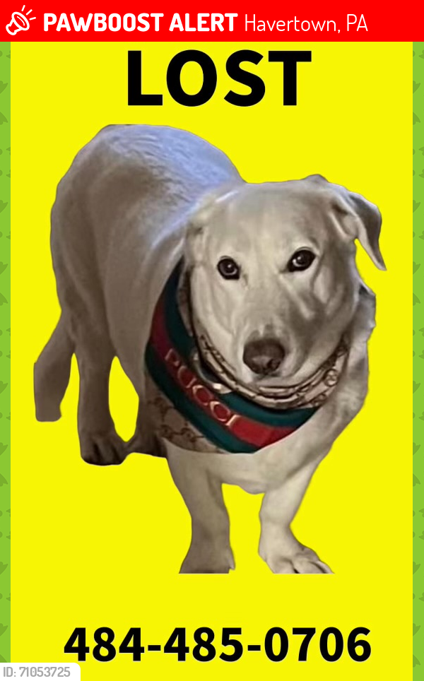 Lost Male Dog last seen Merino golf course, Havertown, PA 19083
