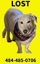 Lost Male Dog last seen Merino golf course, Havertown, PA 19083