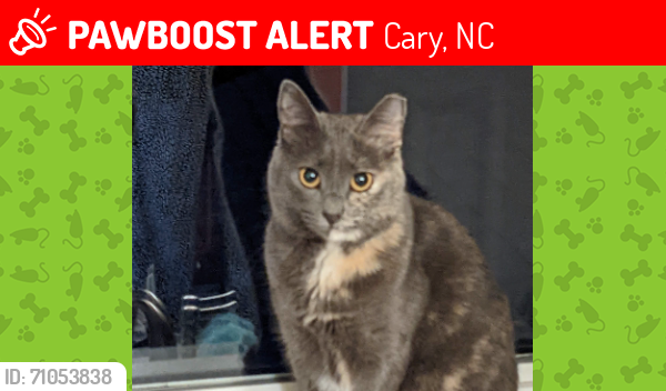 Lost Female Cat last seen Near Front Ridge Dr, Cary, NC 27519, Cary, NC 27519