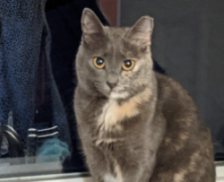 Lost Female Cat last seen Near Front Ridge Dr, Cary, NC 27519, Cary, NC 27519