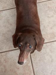 Lost Female Dog last seen Near Salen Ln Bella Vista, AR, Bella Vista, AR 72715