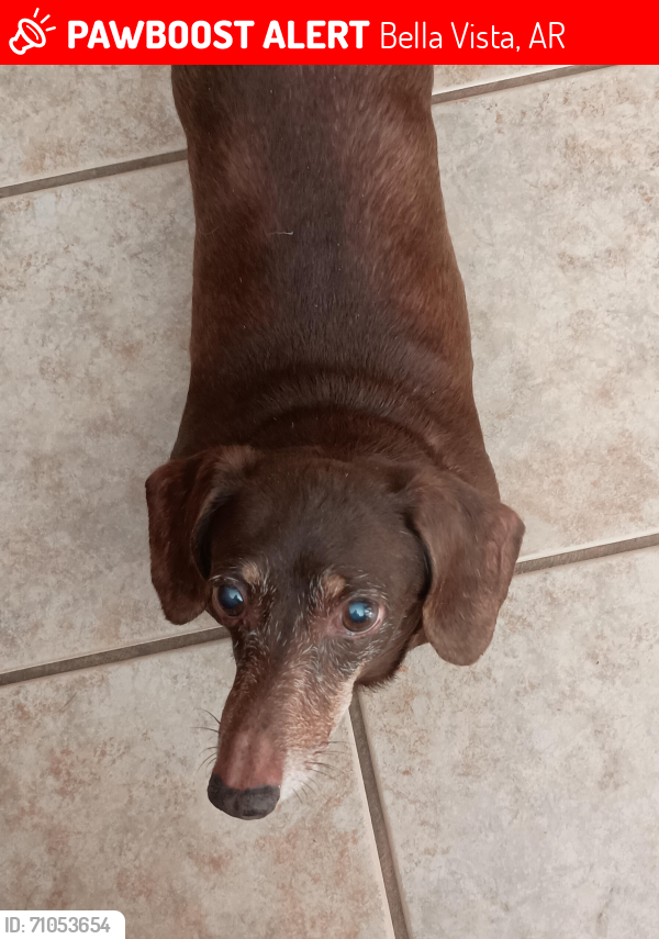 Lost Female Dog last seen Near Salen Ln Bella Vista, AR, Bella Vista, AR 72715
