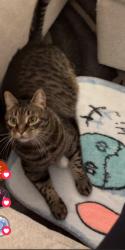 Lost Male Cat last seen Golf Links and  camino Seco, Tucson, AZ 85730