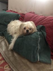Lost Female Dog last seen Sears, Walgreens 36 St, Miami, FL 33145