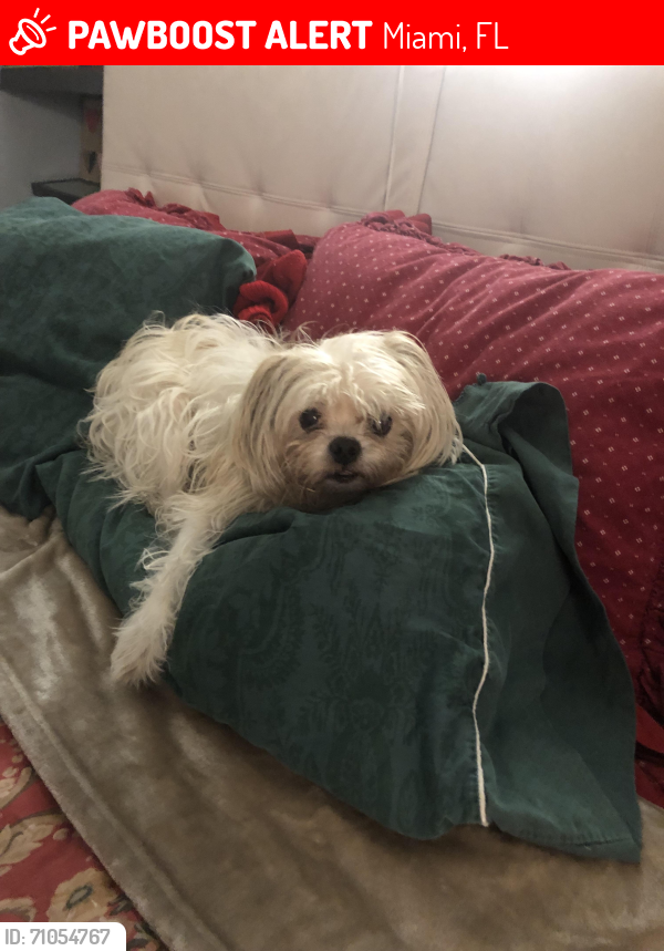 Lost Female Dog last seen Sears, Walgreens 36 St, Miami, FL 33145