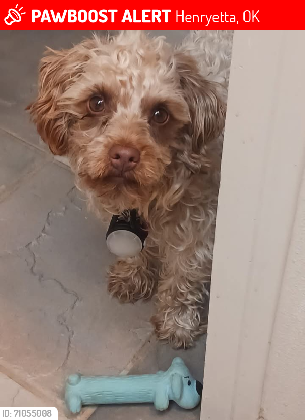 Lost Male Dog last seen Fig Road , Henryetta, OK 74437
